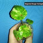 Conchifolia var Rouge Variegata