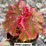 Pink Legacy