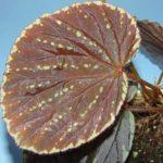 promethea (beccarii) sp