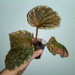 promethea Riddi sp