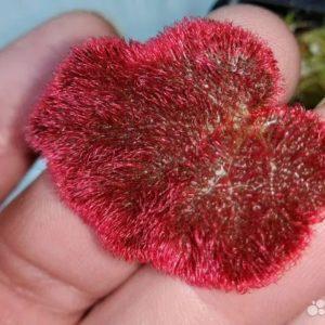 Red Furball